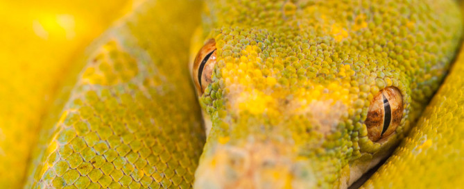 reptile photography