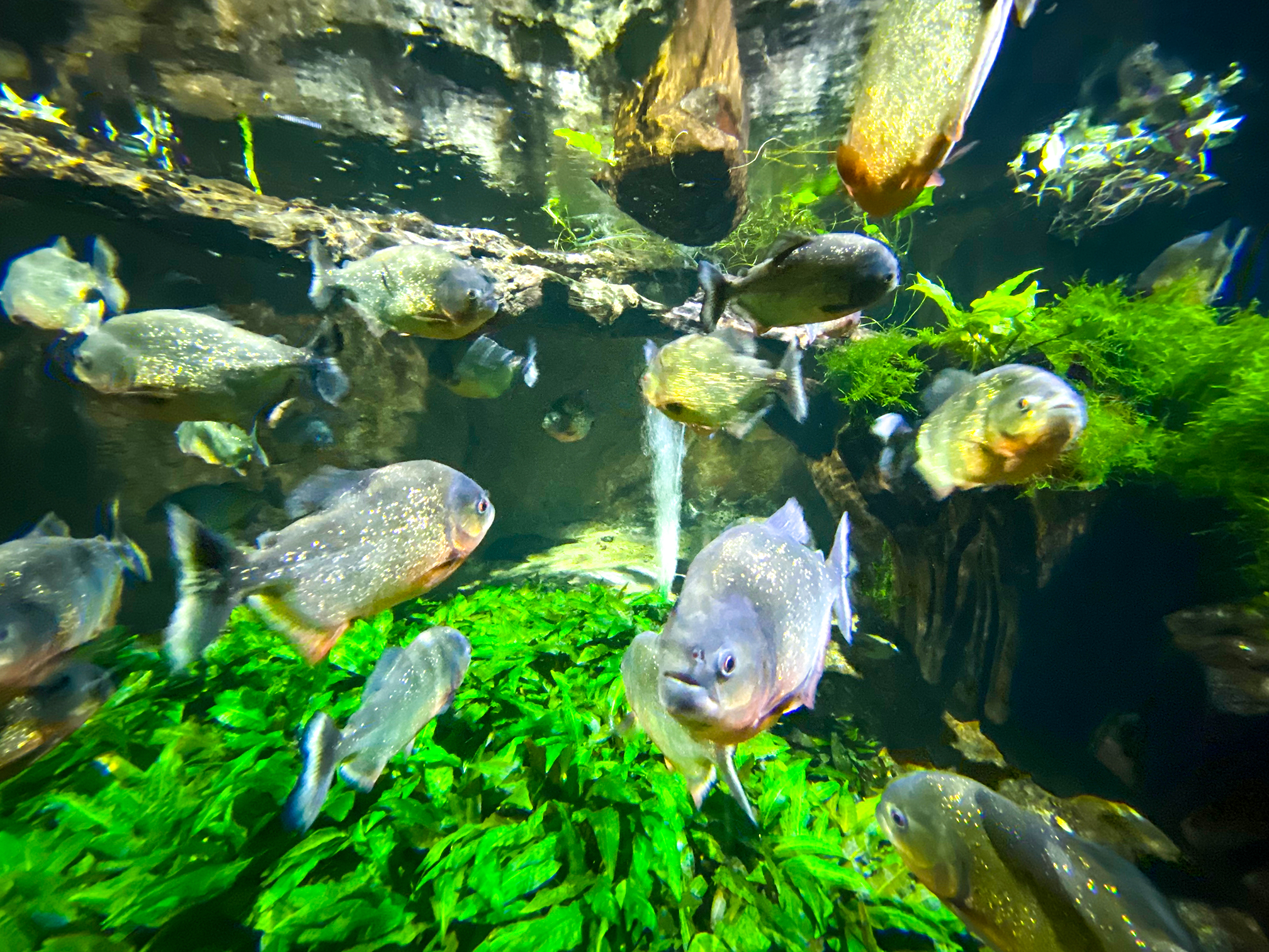 piranha tank at the blue planet aquarium