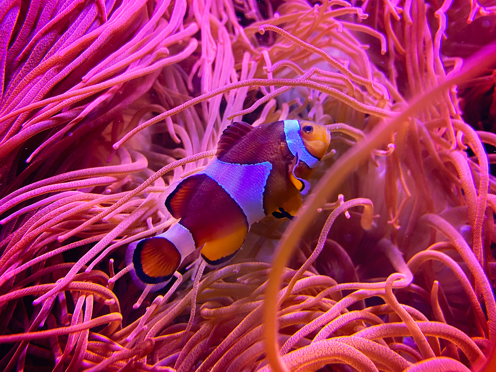 Clown Fish Nemo Blue Planet Aquarium