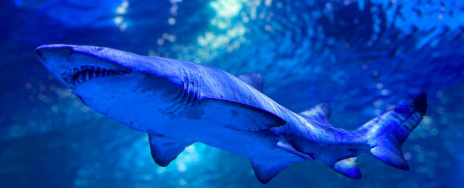 sand tiger shark blue planet aquarium